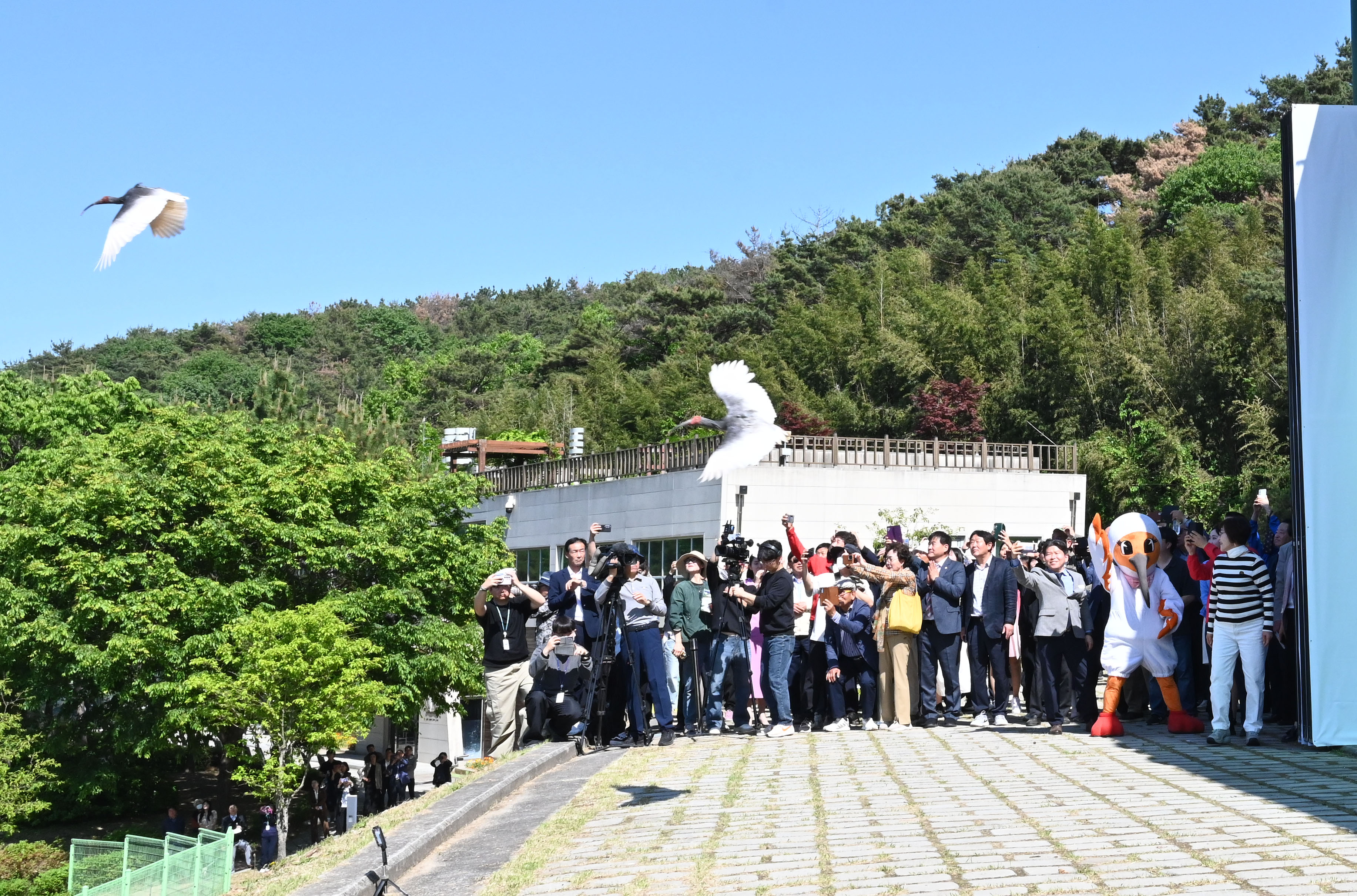 Le comt&eacute; de Changnyeong a rel&acirc;ch&eacute; une cinquantaine d&rsquo;ibis nippons dans la nature lors d&rsquo;un &eacute;v&eacute;nement ouvert au public, le 6 mai 2026. &copy; Comt&eacute; de Changnyeong