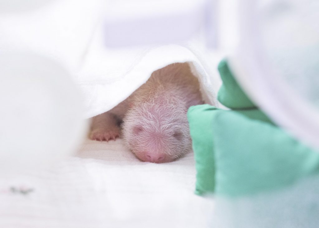 Un bébé panda né à Everland, à Yongin, le 3 juin 2026. © Samsung C&T