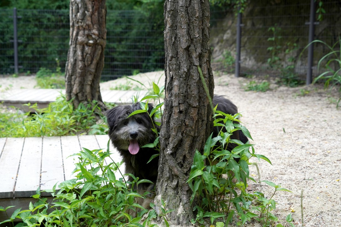 Un chien dans un espace de promenade canin. © Seodaemun Naepumae Center