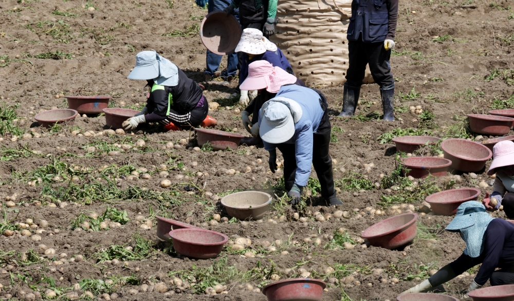 Des travailleurs étrangers récoltent des pommes de terre dans une ferme de Gangneung, à l’est de la Corée, le 30 juin 2026. © Agence de presse Yonhap