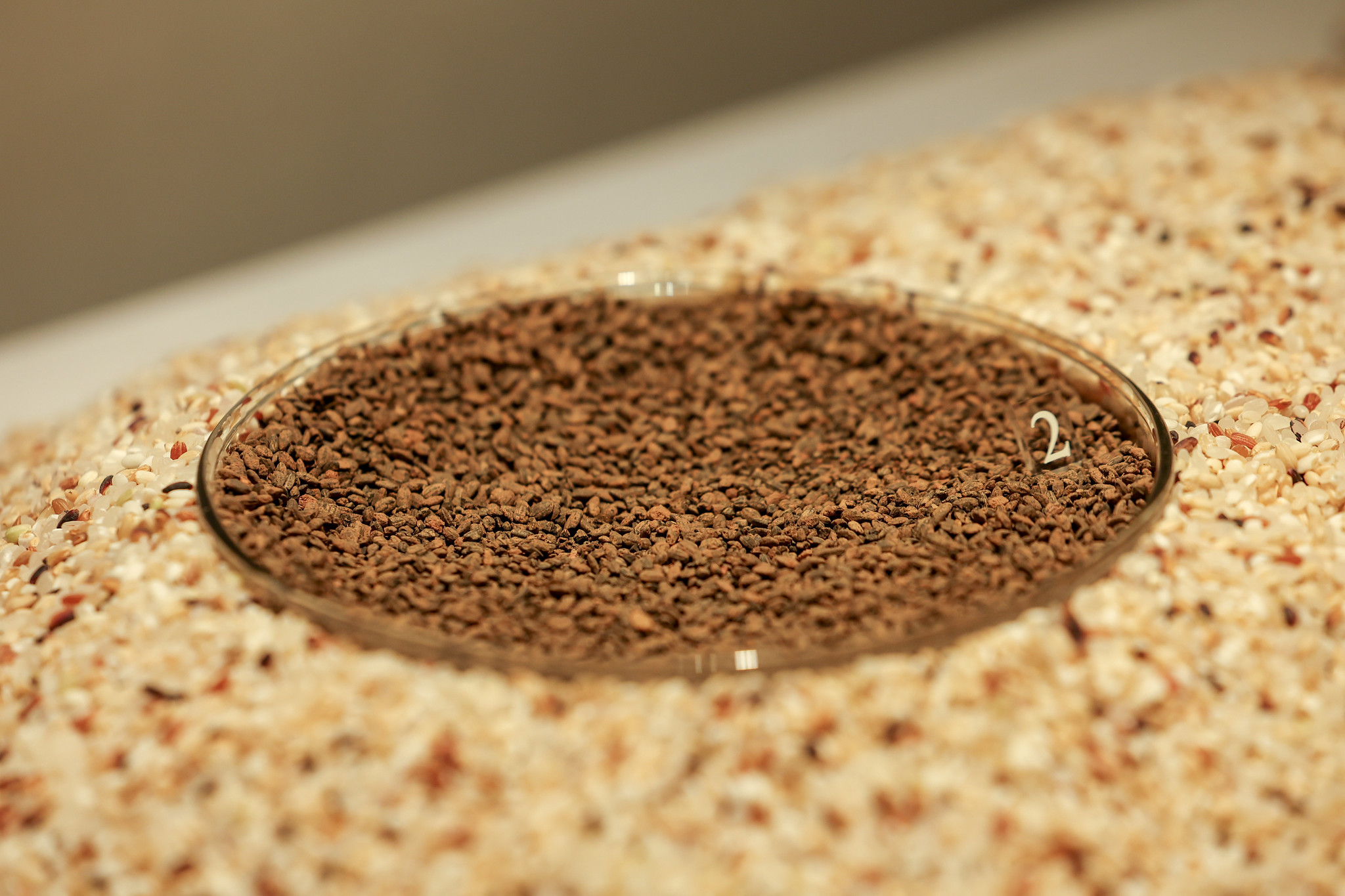 Des semences de riz br&ucirc;l&eacute;es, d&eacute;couvertes en 1979 &agrave; Songguk-ri, &agrave; Buyeon. &copy; pacdaejin@korea.kr