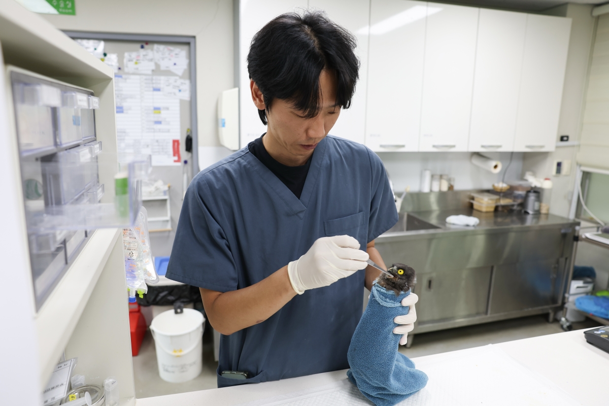 Un vétérinaire nourrit une jeune chouette à aiguillons au centre de soins de la faune sauvage du Nakdong River Estuary Eco Center, sur l'île Eulsukdo, dans l’ouest de Busan, le 24 juillet 2026. © Park Dae-jin / Korea.net