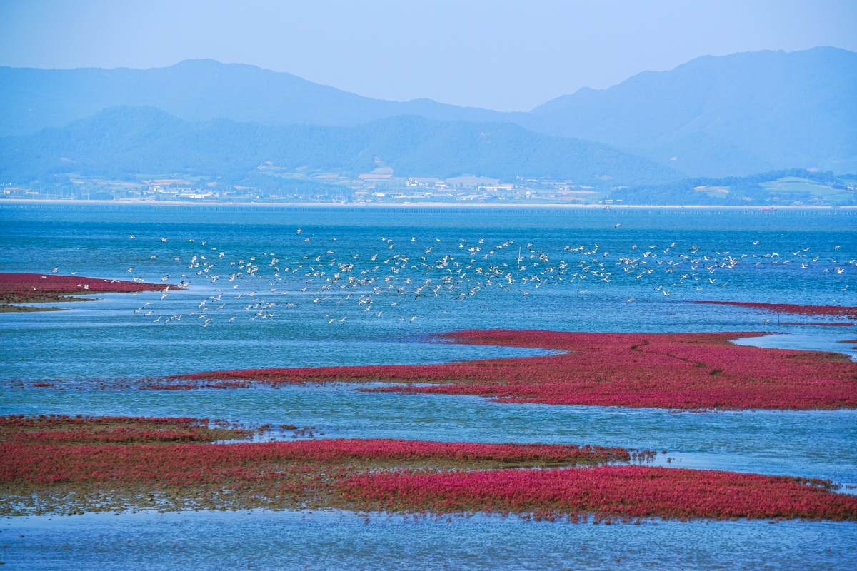 La zone intertidale de Muan, dans le sud-ouest de la Cor&eacute;e. &copy; World Heritage Promotion Team of Korean Tidal Flats