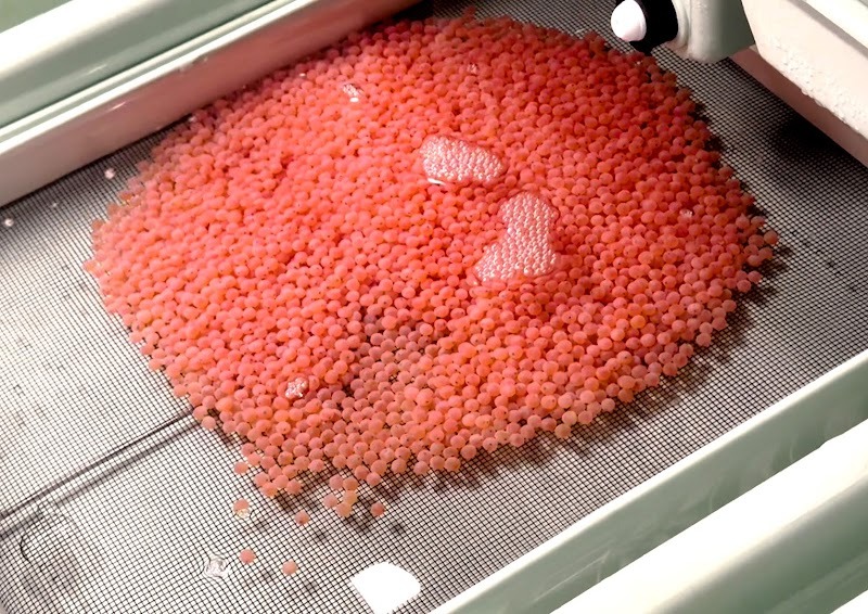Des œufs de saumon en attente d’être incubés, en mars 2025. © Eco Aquafarm