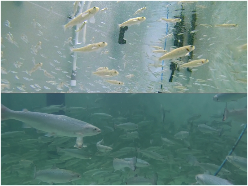 De jeunes saumons nagent dans des bassins d’incubation (en haut) et intermédiaire de la société Eco Aquafarm, la plus grande ferme d’élevage de saumons de Corée, à Busan. © Eco Aquafarm