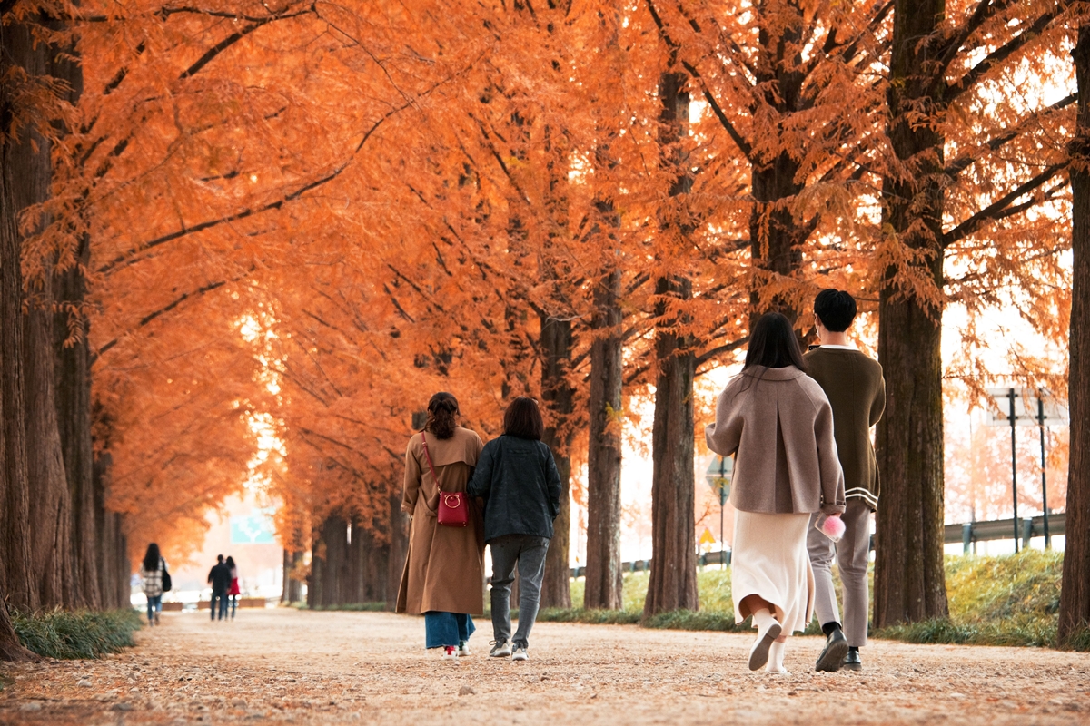 La forêt de séquoias de Damyang, dans le centre de la Corée. © Office national du tourisme coréen