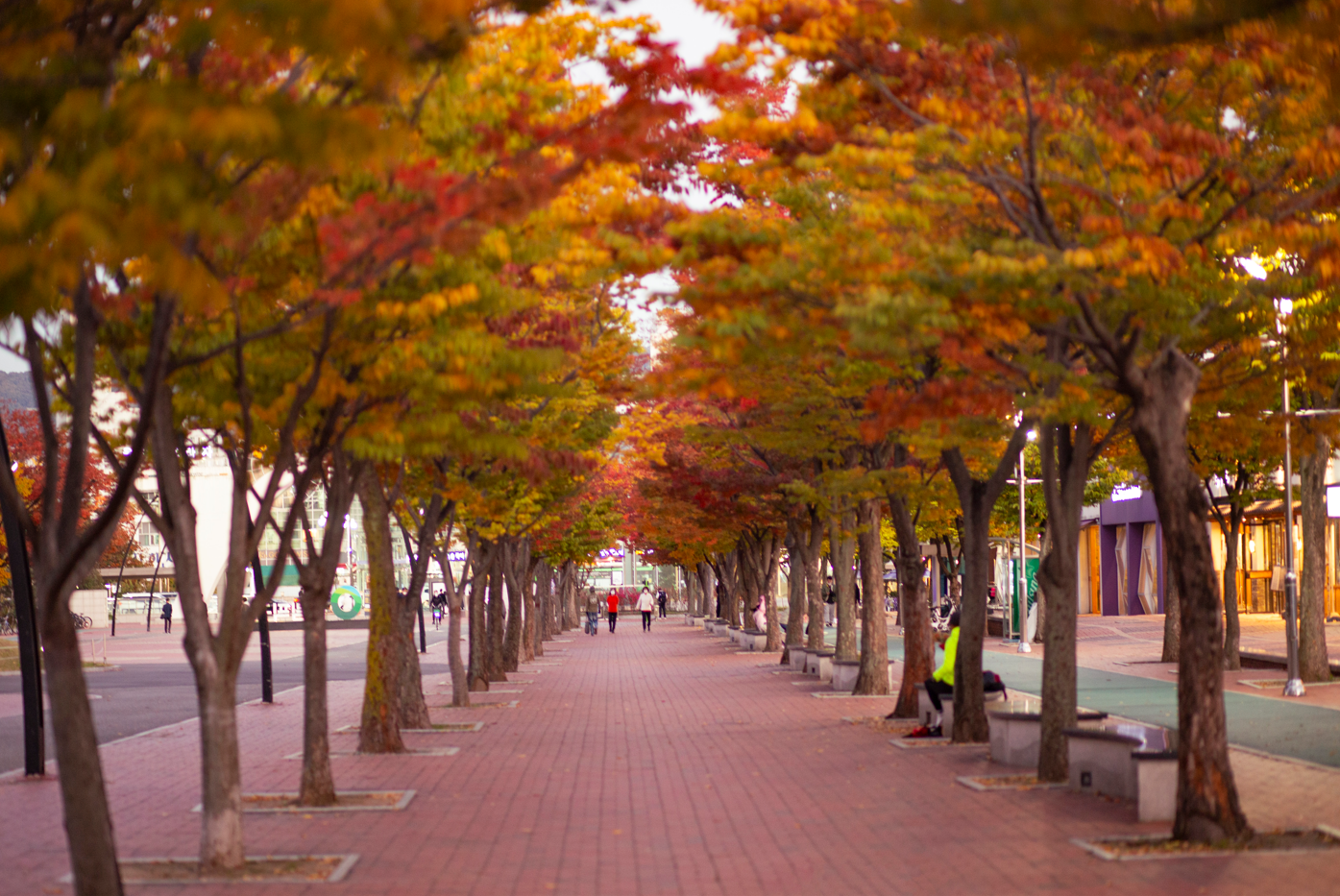 Une rangée d’arbres du parc olympique de Séoul, en automne. © Seoul Tourism Foundation