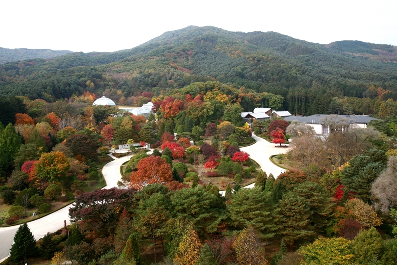 La for&ecirc;t de Gwangneung, pr&egrave;s de S&eacute;oul. &copy; Korea Forest Service