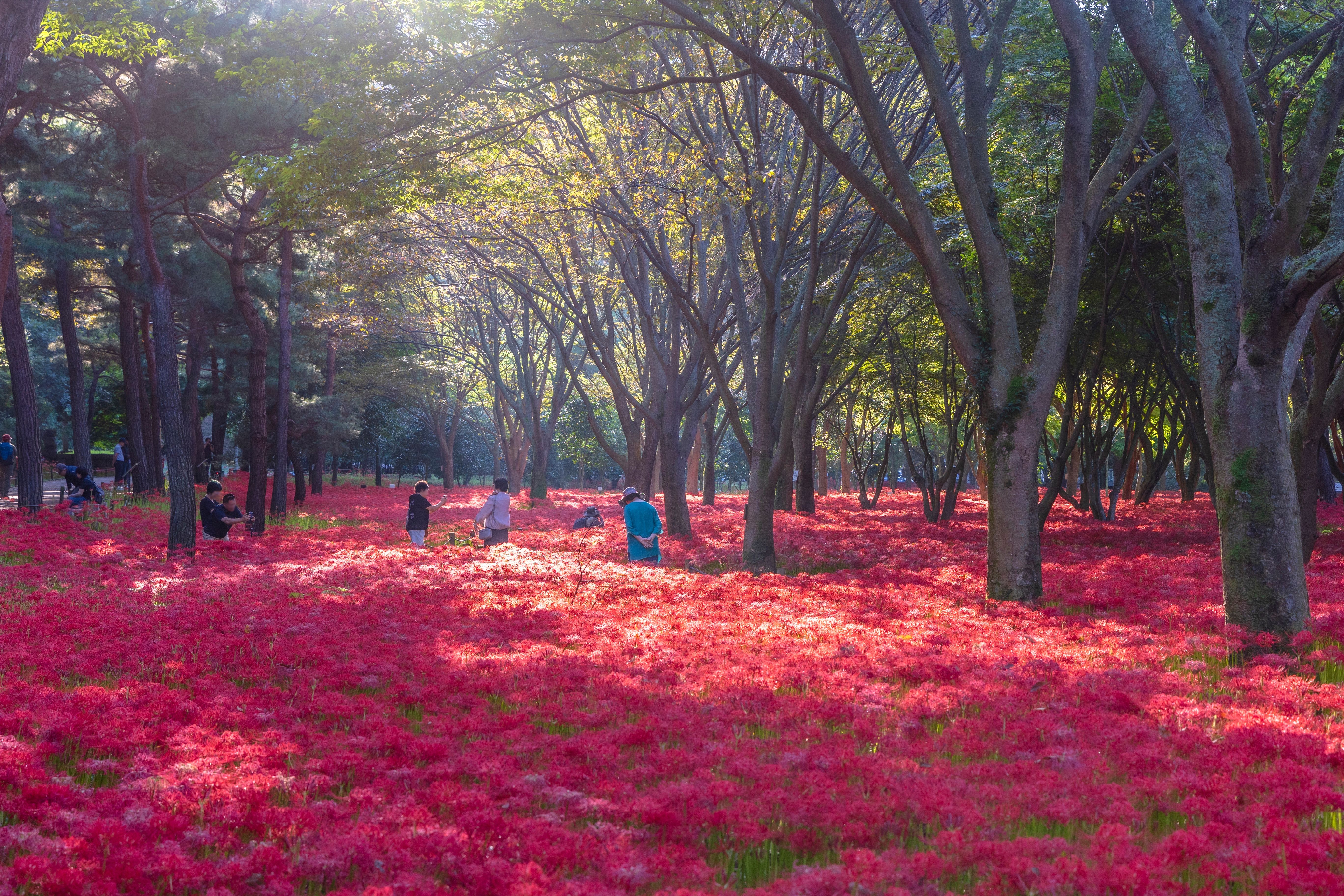 Des lis de la résurrection en fleurs autour du temple de Bulgapsa, à Yeonggwang, dans le sud-ouest de la Corée. © Office national du tourisme coréen