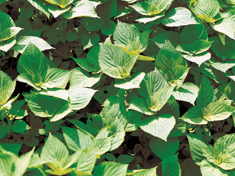 Bien que le kkaennip (feuilles de sésame) est cultivé dans toute l'Asie, notamment en Corée, en Inde et en Chine, la Corée est le seul pays à utiliser ces feuilles comme légumes et épices assaisonnés dans les ragoûts et les soupes.