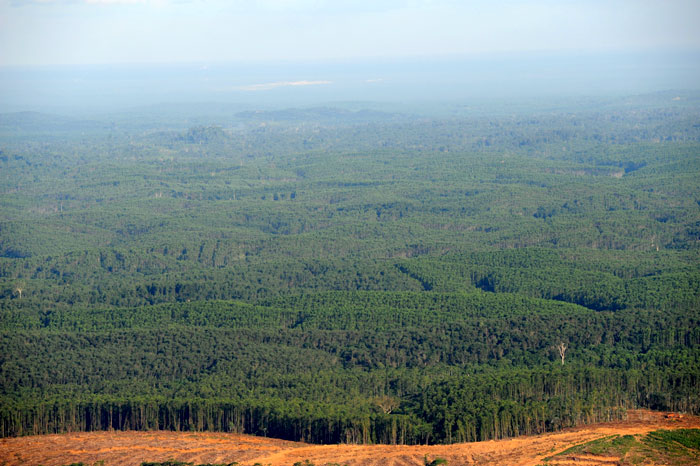 Sur l'île de Kalimantan, la firme coréenne Korindo travaille sur une forêt qui couvre environ 67 300 hectares. Elle prévoit d’en développer davantage sur environ 12 000 hectares par an jusqu’en 2041.