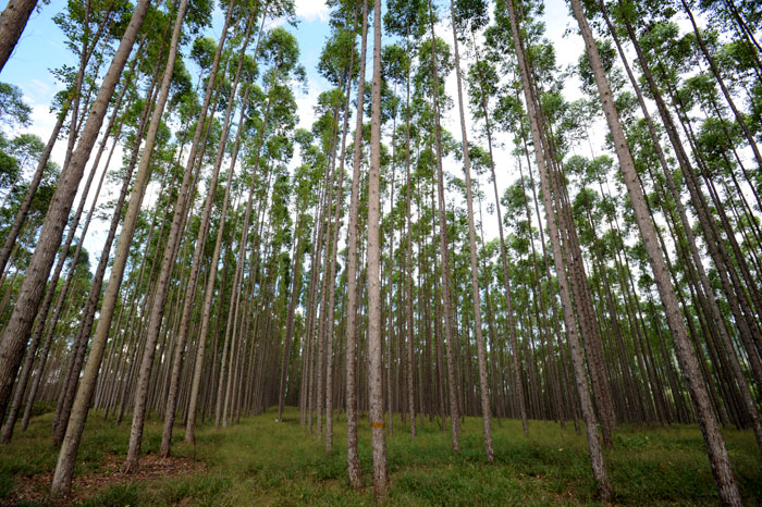 Le Service coréen des forêts (Korea Forest Service) plante une forêt d’eucalyptus sur l'île de Kalimantan, en Indonésie.