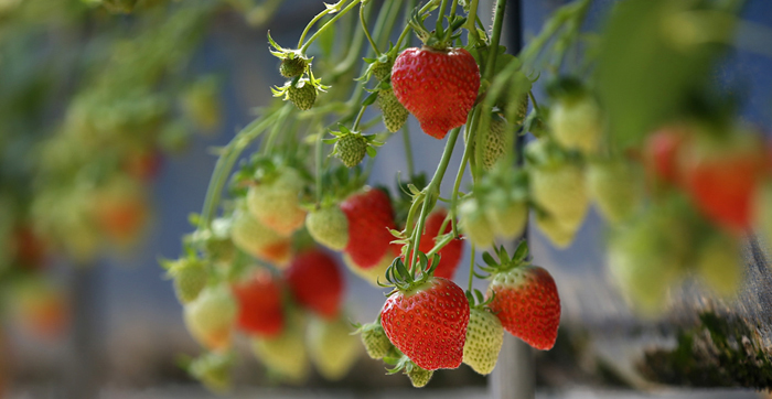 Sancheong_Strawberries_02.jpg