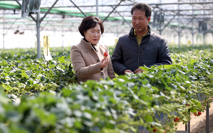 Sancheong_Strawberries_03.jpg