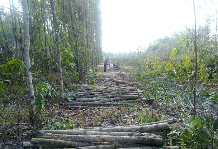 Les entreprises coréennes contribuent à créer de nouvelles forêts en plantant des acacias au Vietnam (photo du haut). Les travailleurs récupèrent les arbres pour la transformation locale (photo du bas).
