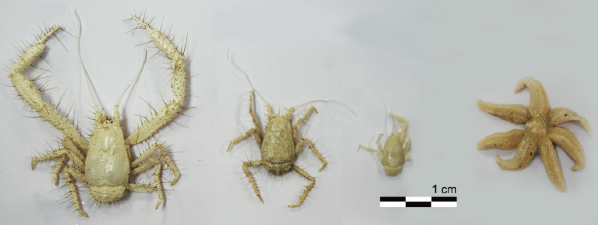 이번 탐사에서 처음 발견된 '키와 게(Kiwa 속 crab)'와 남극 심해 '일곱 다리 불가사리(Paulasterias 속 starfish)'.