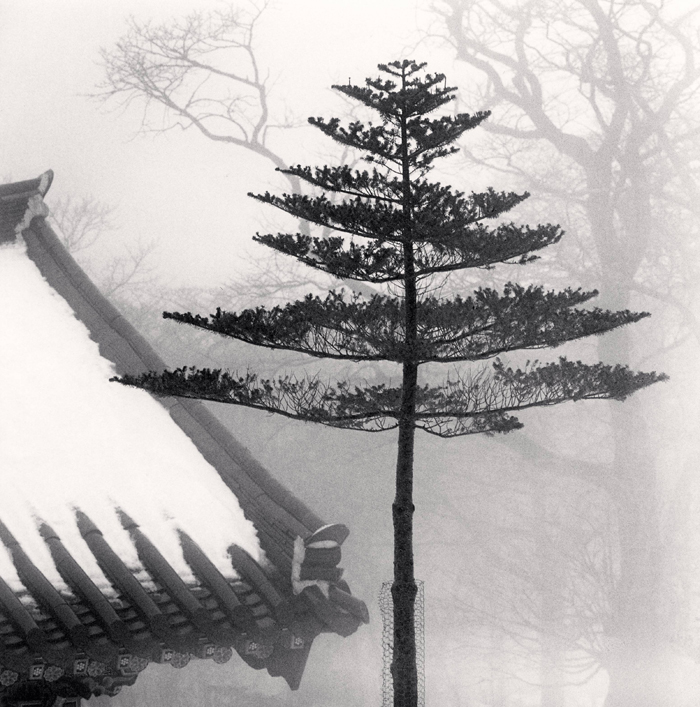 제주도 존자암지의 ‘사찰나무’(Temple Tree, Jonjaamji, Jeju Island, South Korea, 2012) (사진: 공근혜갤러리) 