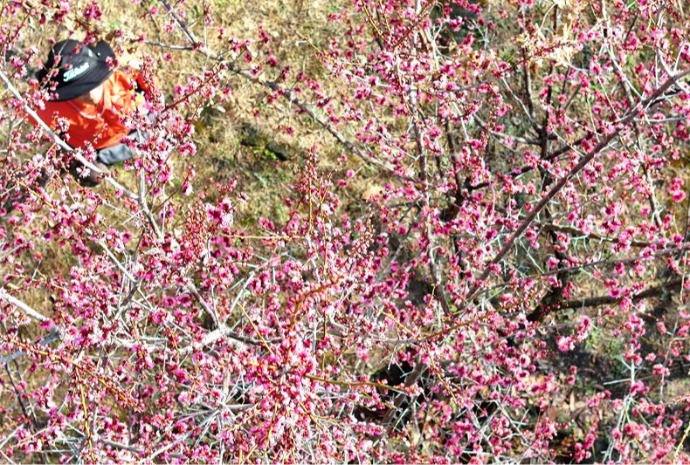 Fleurs d'abricotier