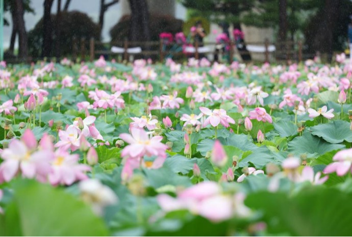 Fleurs de lotus