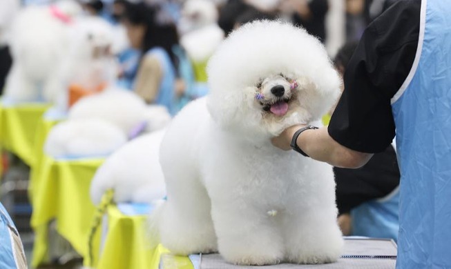 Concours de beauté canine