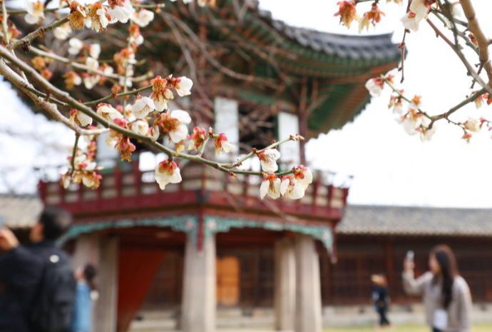 Printemps au palais Changdeokgung