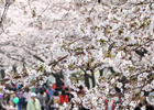 Le festival des Fleurs de Printemps Hangang Yeouido