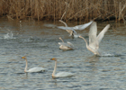 Festival International des Oiseaux Migrateurs de Gunsan 