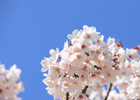 Festival des Cerisiers à Fleurs de Jeju