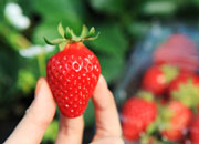 Festival des Fraises de Yangpyeong