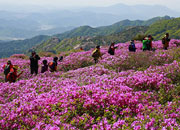 Festival de l'azalée royale du mont Hwangmae à Hapcheon