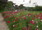 Festival des roses du Seoul Grand Park