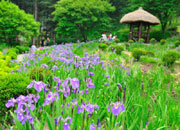 Fête de l'Iris au Jardin du Matin Calme