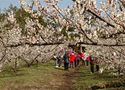 Festival des fleurs d'abricotier de Hueree 2016 à Jeju