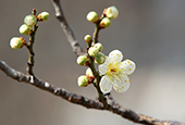 des échos du printemps à Séoul