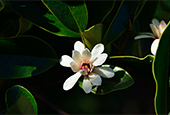 Un magnolia géant découvert sur l’île de Jeju