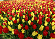 Festival des tulipes de Taean