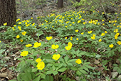 L’arboretum national de Corée se pare de jaune 