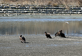 L’Estuaire Dongcheon reconnu comme site Ramsar