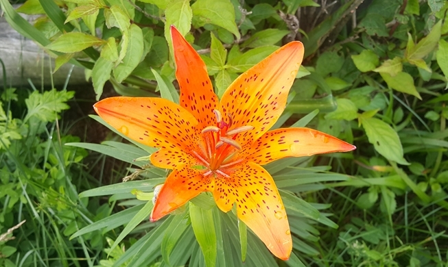 Les fleurs sauvages épanouies du Mont Jirisan