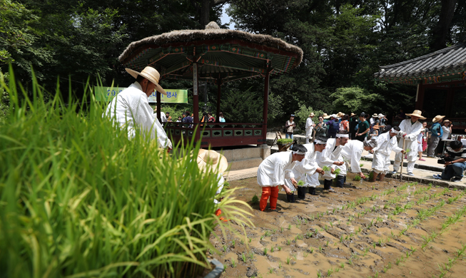 Repiquez le riz au cœur du Palais Changdeokgung !