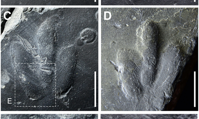 Empreintes de dinosaures avec traces de peau découvertes pour la première fois en Corée