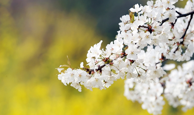 En Corée, le printemps avant l'heure