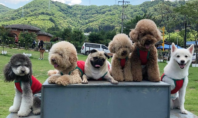 La diversité des lieux pour les chiens améliore leur bien-être