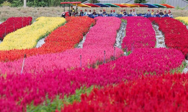 Champ de fleurs