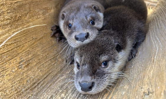 Statut juridique, élevage, expérimentation : les évolutions de la politique animale en Corée