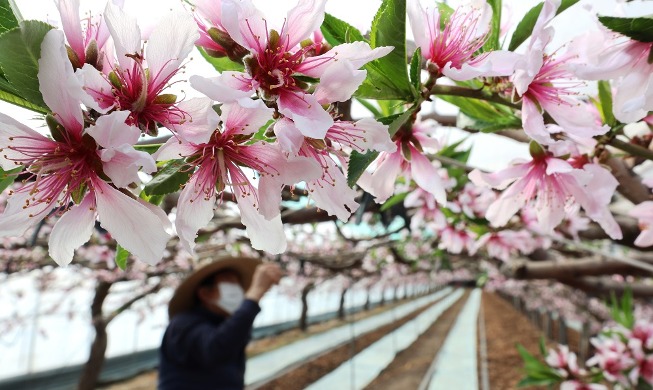 Les fleurs de pêcher annoncent l'arrivée imminente du printemps