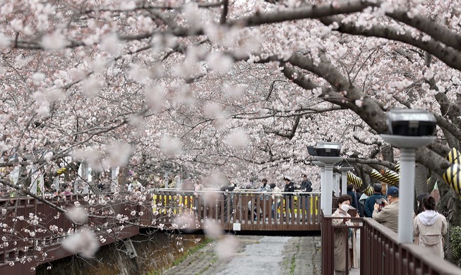 Des cerisiers en pleine floraison à Changwon