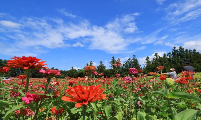 Zinnias en pleine floraison