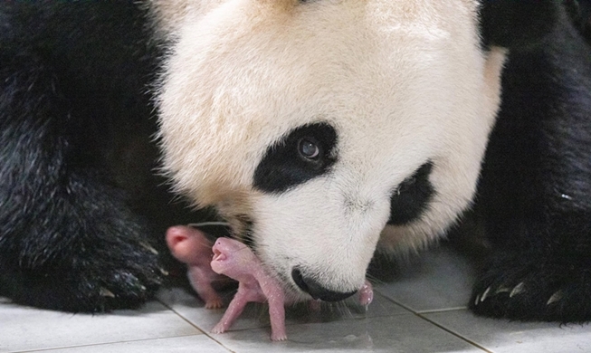 La naissance des premières jumelles panda de Corée parmi les 100 photos de l'année 2023 du magazine Time