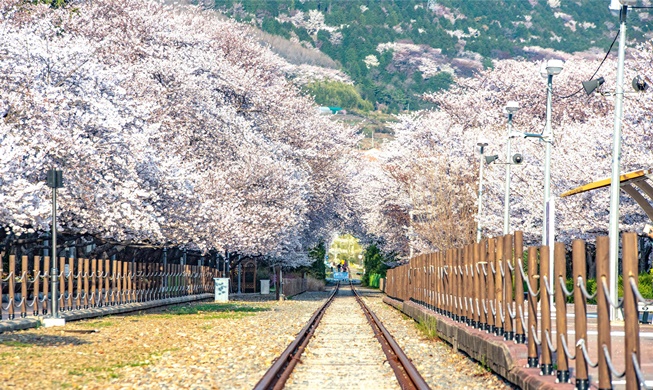 Les cinq lieux incontournables du Forbes pour voir les cerisiers en fleurs de Corée